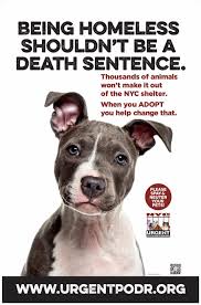 Each animal that comes in through our second chance program will have their original shelter listed on their animal profile. Alternative Pet Rescue Home Facebook