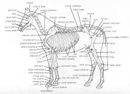 A Safe Start The Reality Of Training Early The Equine