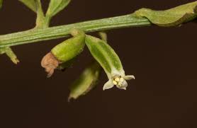 Image result for Osyridicarpos