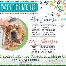 How To Use Essential Oils With Dogs Part 3 April Masterson Essential Oils Dogs Essential Oil Dog Shampoo Diy Dog Shampoo