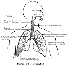 Upper Respiratory Tract Infection Respiratory Upper Respiratory Tract Infection Respiratory Diseases