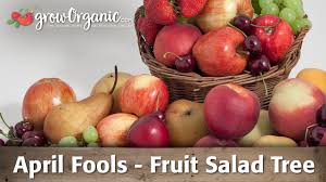 Peaches, plums, nectarines, apricots and peachcots. April Fools Fruit Salad Tree Youtube