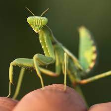 You will need someplace to house your mantis pet(s). Live Praying Mantis Pet Unicun