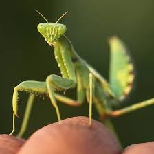 What is the lifespan of the malaysian orchid mantis. Live Praying Mantis Pet Unicun