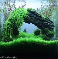 See more ideas about aquascape, aquarium, contest. 2018 Aga Aquascaping Contest 271