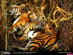 Baixe e use 50,000+ fotos profissionais de animal gratuitamente. 100 Fundos De Tela Tigre 4k Imagens Gratuitas
