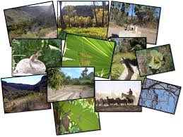 Resultado de imagen para que es la diversidad de poblacion en ecologia