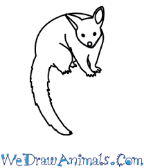 How To Draw A Brushtail Possum In australia the brushtail possum (trichosurus vulpecula) is an example of a marsupial that has readily adapted to changing conditions brought about by people and is even plentiful in some urban centres. how to draw a brushtail possum