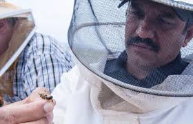 Honeybees prioritize well-fed larvae for emergency queen-rearing, study  finds