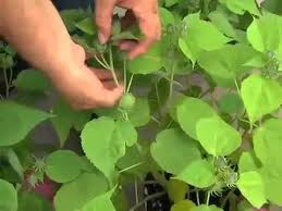 Maybe you would like to learn more about one of these? Hardy Hibiscus Youtube