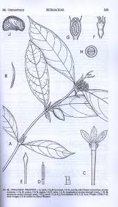 Image result for Oxyanthus troupinii