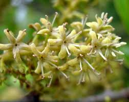 Image result for Embelia schimperi