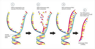 As the intermediary messenger, mrna is an important safety mechanism in the cell. Nanomedicine S Giant Step Into The Fight Against The Covid 19
