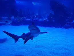 Superb Review Of Atlantis Aquarium Madrid Arroyomolinos Spain Tripadvisor