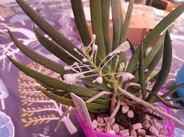 Image result for Podangis dactyloceras