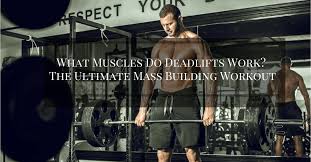 Here's a picture that properly displays the muscle groups that are hit by this beast of an exercise the deadlift is often called the king or queen of exercises. What Muscles Do Deadlifts Work The Ultimate Mass Building Workout Strong Muscle Growth