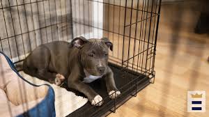 Unleashed unlimited offers a variety of austin dog training classes. Oztnjmh Osg 7m