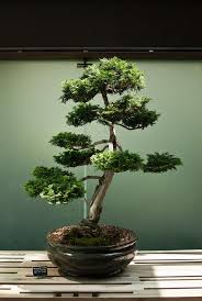 We did not find results for: Bonsai Cypress Bonsai Tree Decor Home House Homedecor Interior Interiordecor Bonsai Tree Bonsai Garden Bonsai Styles