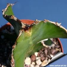 Image result for Euphorbia halipedicola