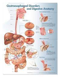 Anatomical chart of a dog free illustration old design shop blog : Pin On Human Anatomy Organs