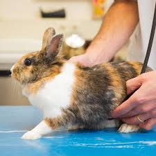 Snakes are another rabbit predator we all need to be wary of, as rabbits are the ideal meal for larger species. 10 Reasons Rabbits Go To The Veterinarian Lafeber Co Small Mammals