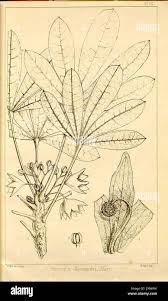 Image result for Sterculia subviolacea