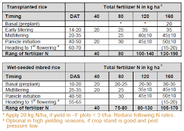 Nitrogen Split Applications Irri Rice Knowledge Bank