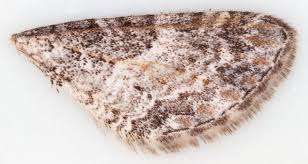 Image result for Eupithecia subumbrata