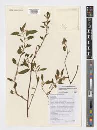 Image result for Solanum tettense