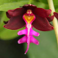 Maybe you would like to learn more about one of these? Rigeleto Laughing Orchid Strange Flowers Beautiful Orchids Orchid Flower