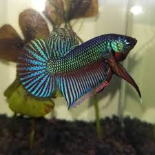 Betta smaragdina can be housed in pairs, species tanks, and community tanks. Wild Betta Smaragdina Green Round Tail Ikan Cupang Alam Hijau Shopee Indonesia