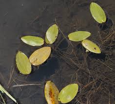 Image result for Potamogeton richardii