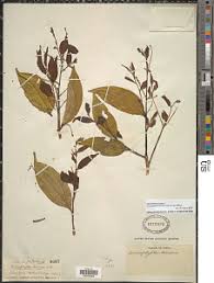 Image result for Anisophyllea quangensis