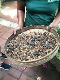 After the civet eats the coffee cherries, they undergo some fermentation in the animal's digestive tract and are then pooped out whole within about 24 hours. What Is Kopi Luwak And Why Is It The Most Expensive Coffee In The World