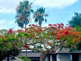 Image result for Fabaceae subfamily Caesalpinioideae