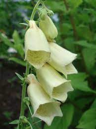 Digitalis Grandiflora Temple Bells Foxglove Foxglove Pretty Plants Herbaceous Perennials