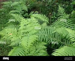 Image result for Amauropelta bergiana