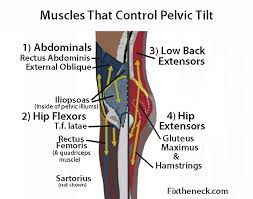 We study anatomy at the practical anatomy class we study the human body. Pin On Fitness