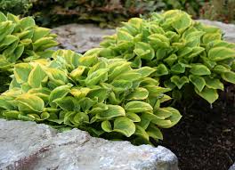 Check spelling or type a new query. Low Maintenance Plants 30 Easy Options For Your Garden Bob Vila