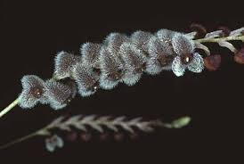Image result for Vernonia fractiflexa