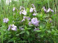 Image result for Barleria lugardii