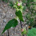 Image result for Sida urens