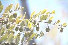 Le Jojoba L Or Vert Du Desert Le Blog De Le Secret Du Sahara Jojoba Plante Remedes Naturels