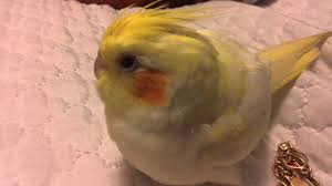 Ducklings of a musky duck in the shelter with hay on a floor and a box for a lodging for the night. Cute Cockatiel Sleeping Youtube