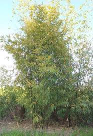 Image result for Bambusa balcooa