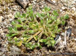 Image result for Polycarpon