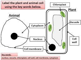 Check spelling or type a new query. Ks3 Biology Pland And Animal Cells Teaching Resources