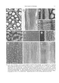 Image result for Trichostachys microcarpa