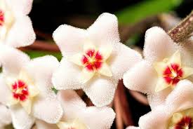 Un bel fiore profumato di facile cura. Come Prendersi Cura Della Hoya Mani All Opera Piante Di Hoya Fiori Di Cera Piante Rampicanti Fiorite