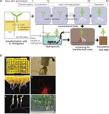 Frontiers A Flexible Low Cost Hydroponic Co Cultivation System For Studying Arbuscular Mycorrhiza Symbiosis Plant Science